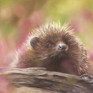 Hedgehog 'Spring has come' art print