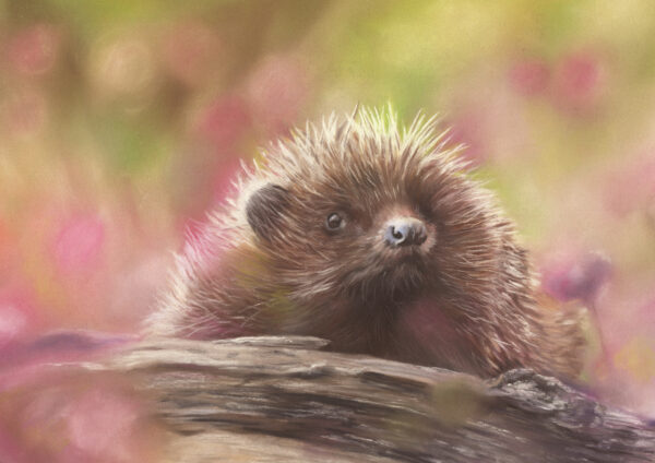 Hedgehog 'Spring has come' art print