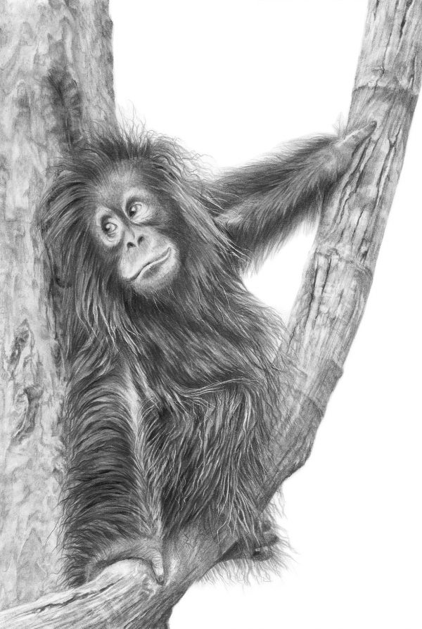 orangutan drawing print