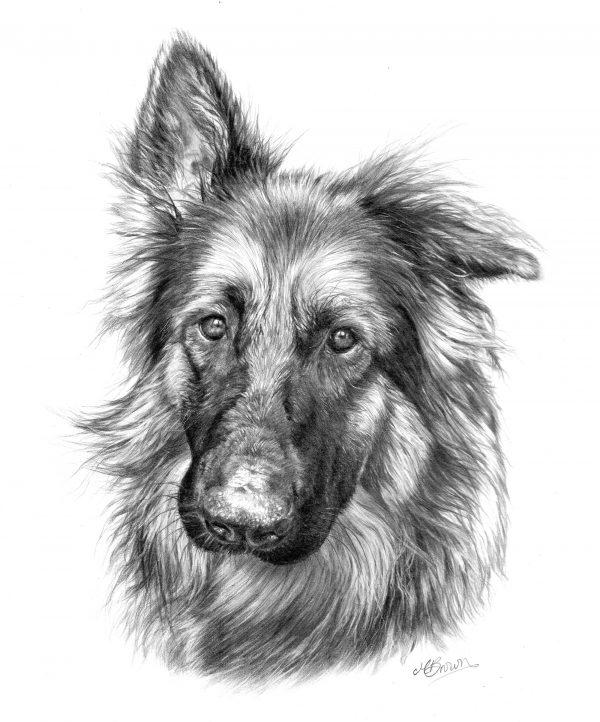 German Shepherd Drawing by Marie Brown