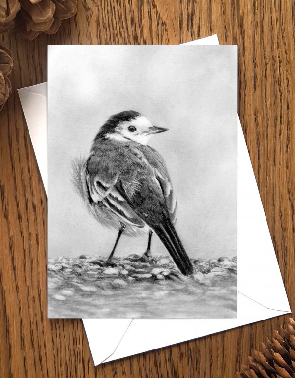 Pied wagtail drawing greetings card