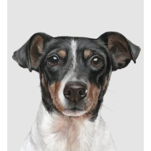 jack russel terrier art print