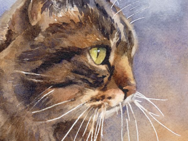 close up tabby cat watercolour painting