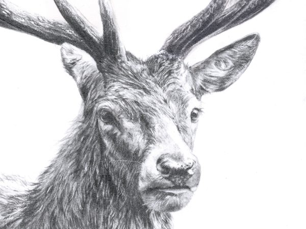 close up of highland stag drawing