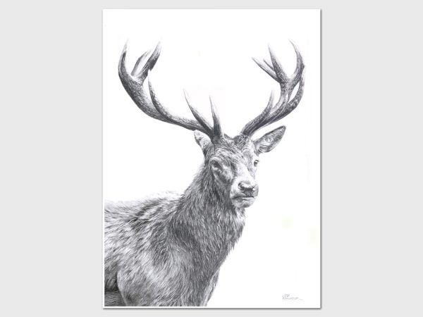 highland stag drawing wall art