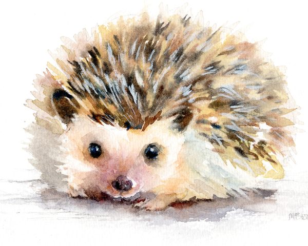 hedgehog watercolour painting