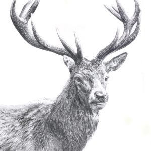 highland stag print