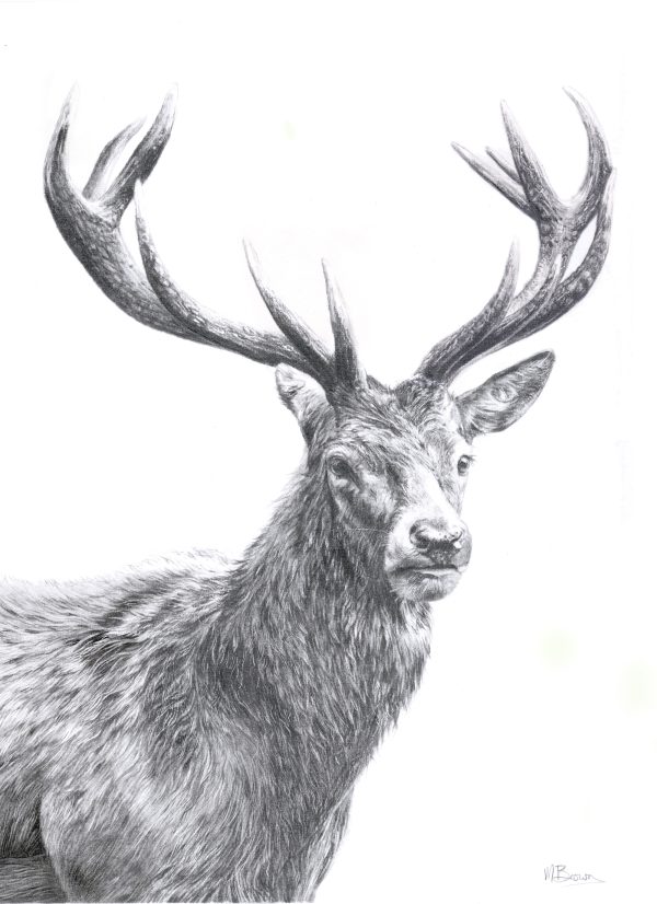 highland stag print