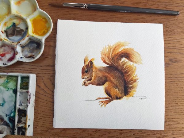 red squirrel painting in watercolour