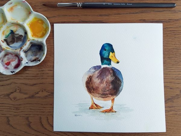 Mallard Duck watercolour painting