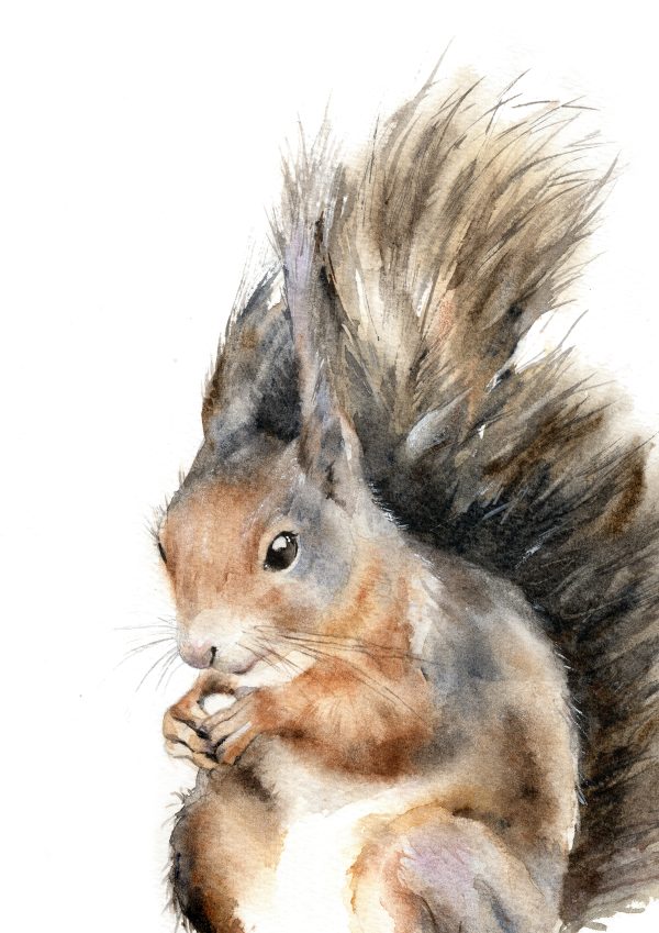 red squirrel print