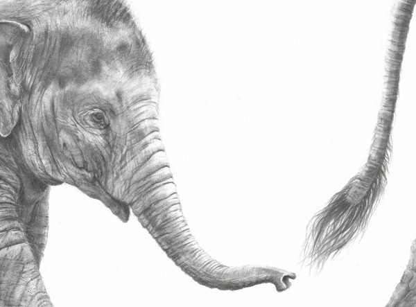 elephant drawing close up