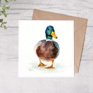 Mallard Duck Greetings Card