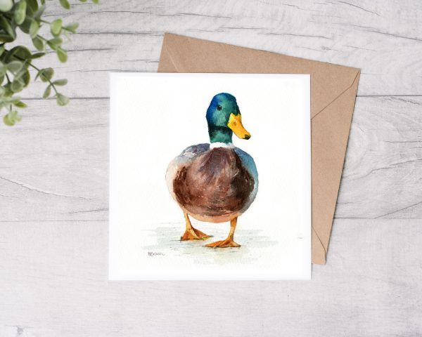 Mallard Duck Greetings Card