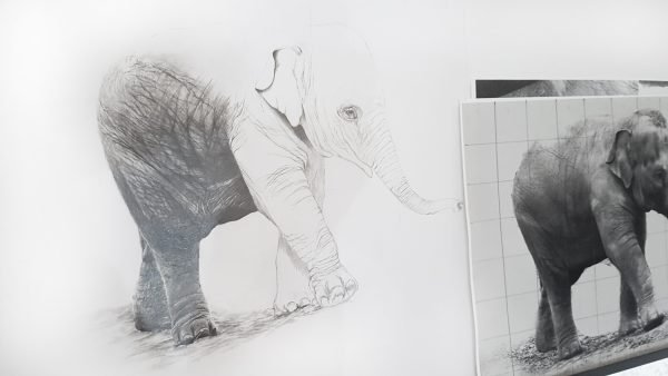 baby elephant drawing in progress