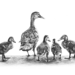 'Mallard Duck Family' print