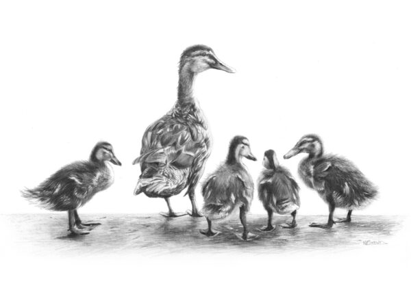 'Mallard Duck Family' print