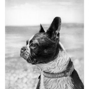 French Bull Dog drawing