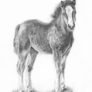 foal-drawing