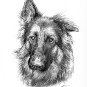 german-shepherd-Alsatian-drawing