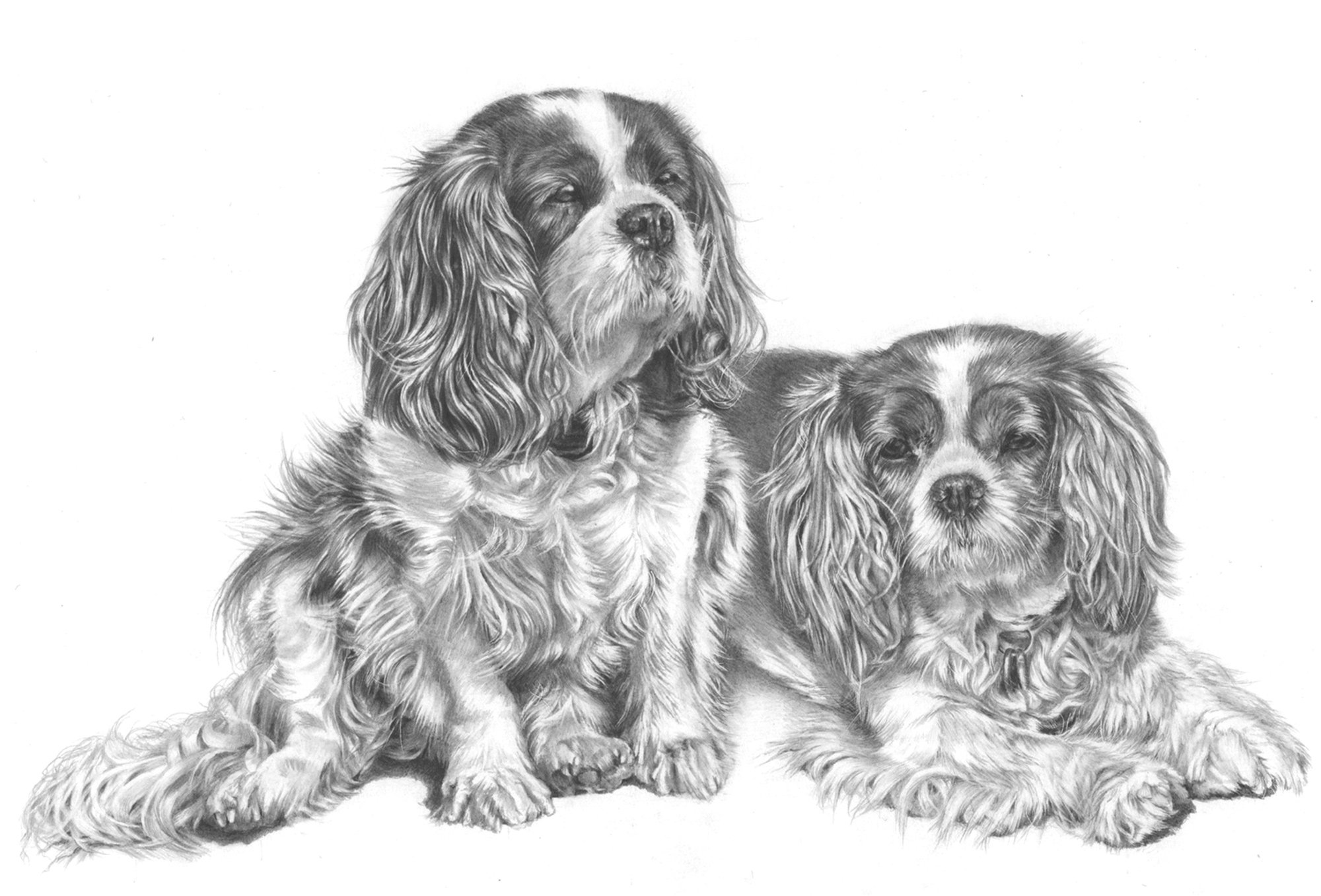 cocker spaniel commissioned drawing by marie brown