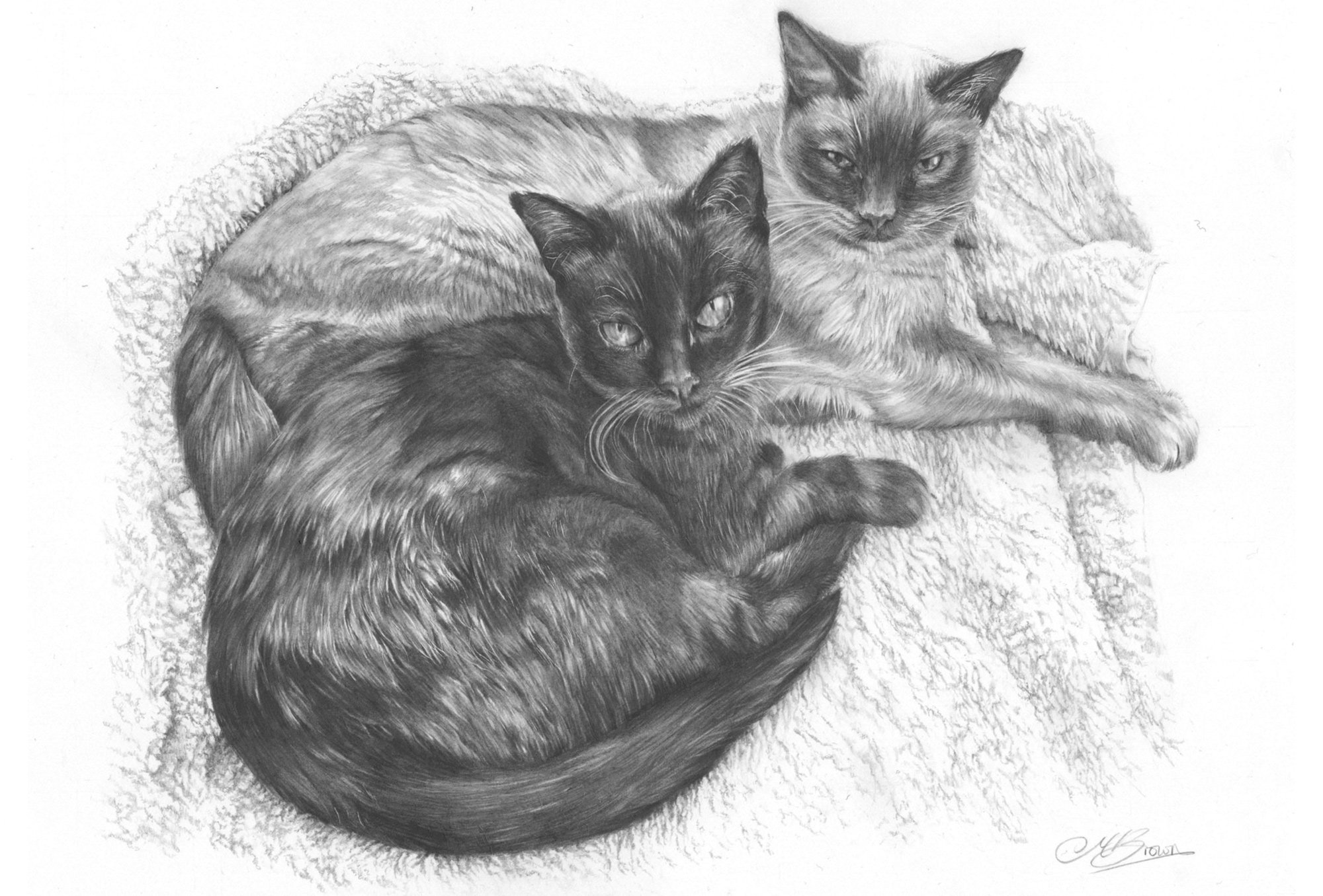 siamese cats pet portrait by marie brown