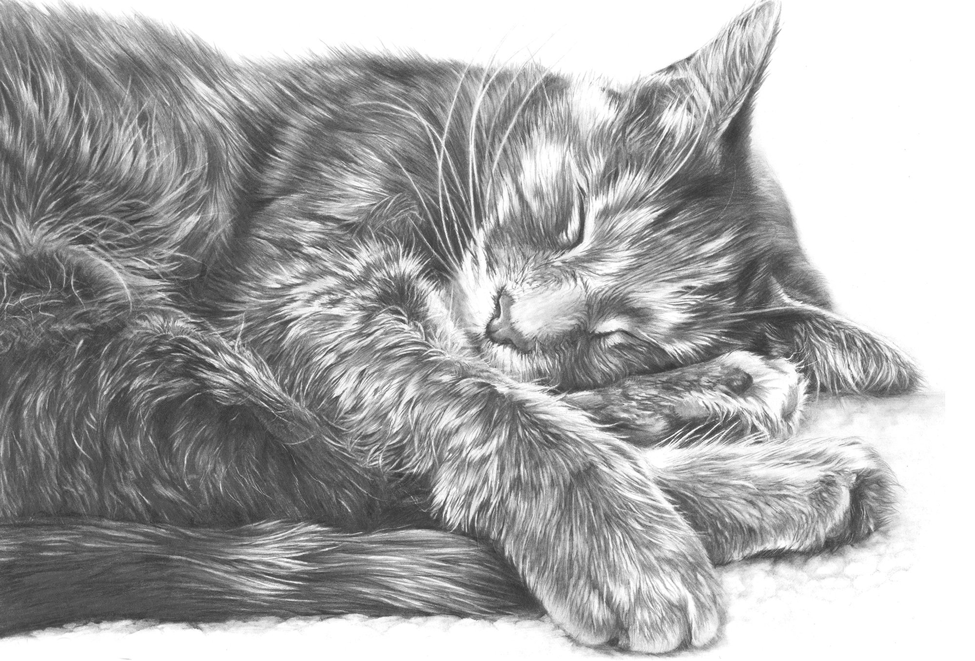 Tabby Cat drawing commission