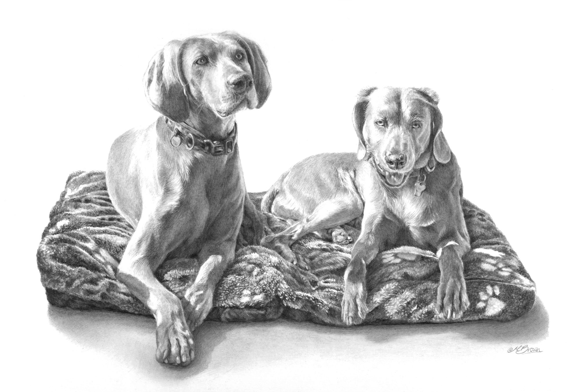 Weimaraners commissioned drawing by marie brown