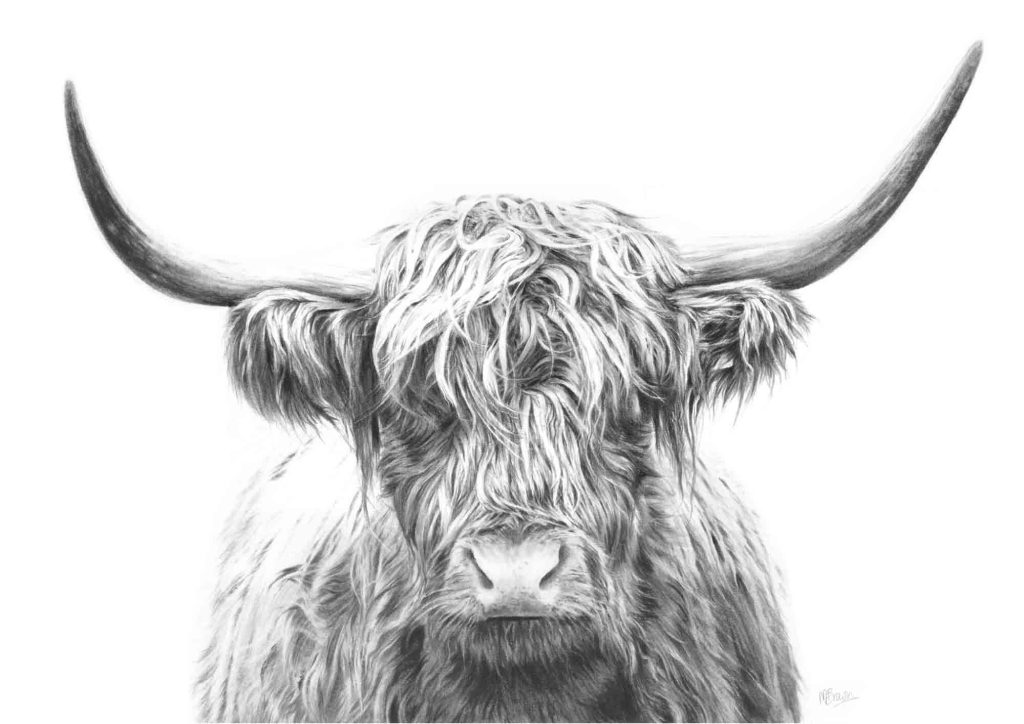 highland cow pencil drawing art print by marie brown animal artist