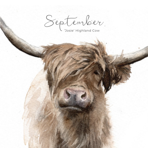 highland cow painting in a calendar