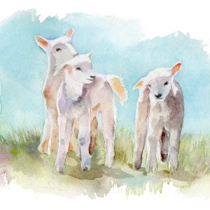 3 little lambs painted in watercolour