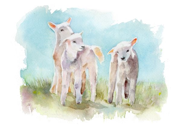 3 little lambs painted in watercolour