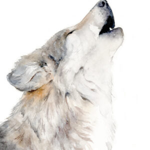 wolf painting in watercolour