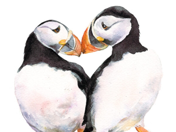 puffin watercolour painting close up