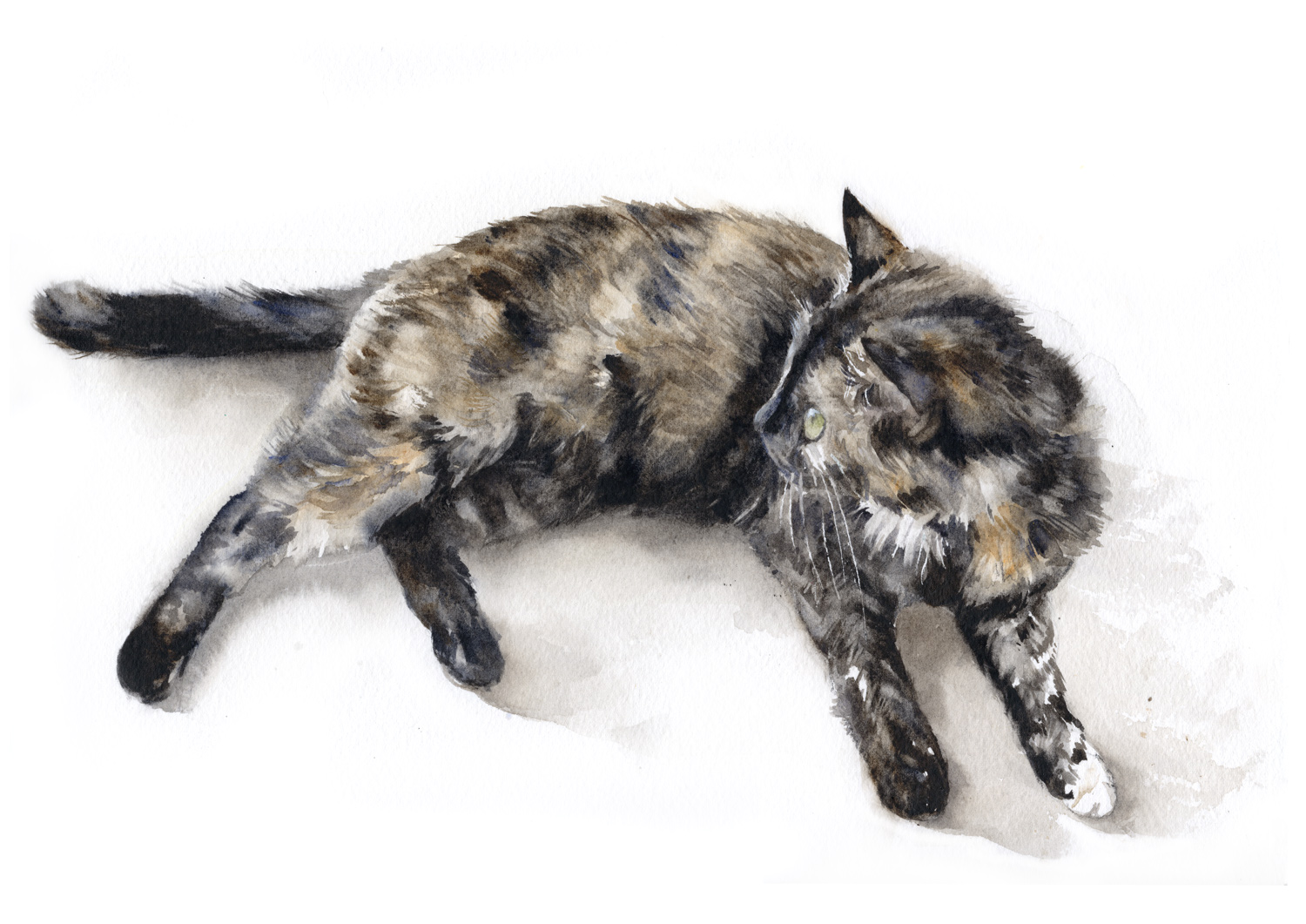 Tortoiseshell Cat watercolour painting