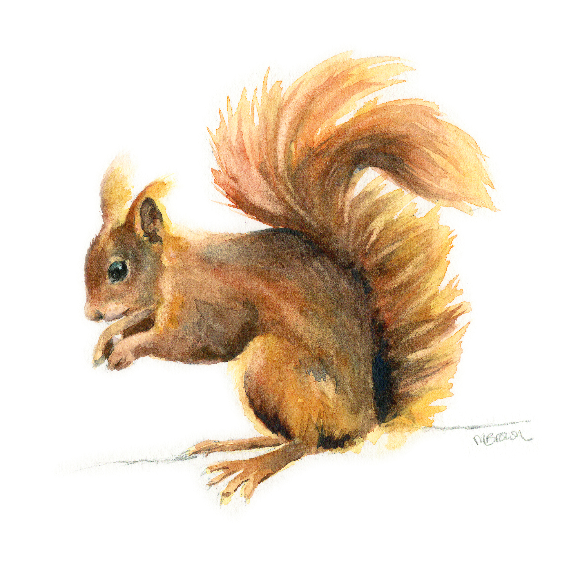 Red Squirrel Greetings Card - Image 2