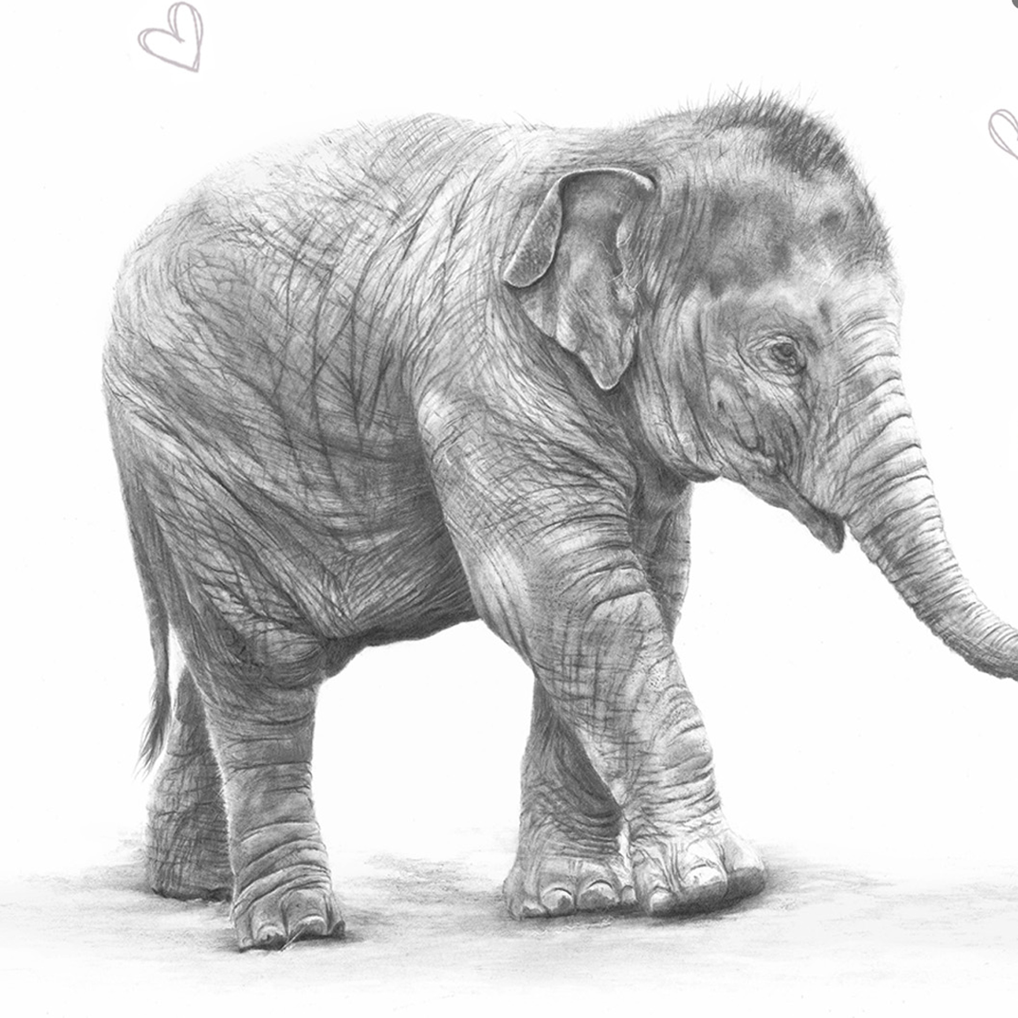 elephant baby drawing in pencil