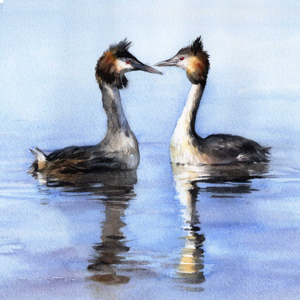 grebes in love watercolour painting
