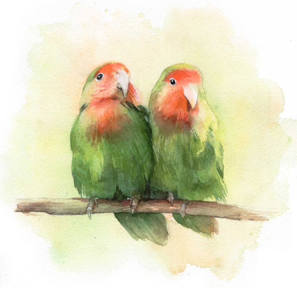 love birds watercolour painting