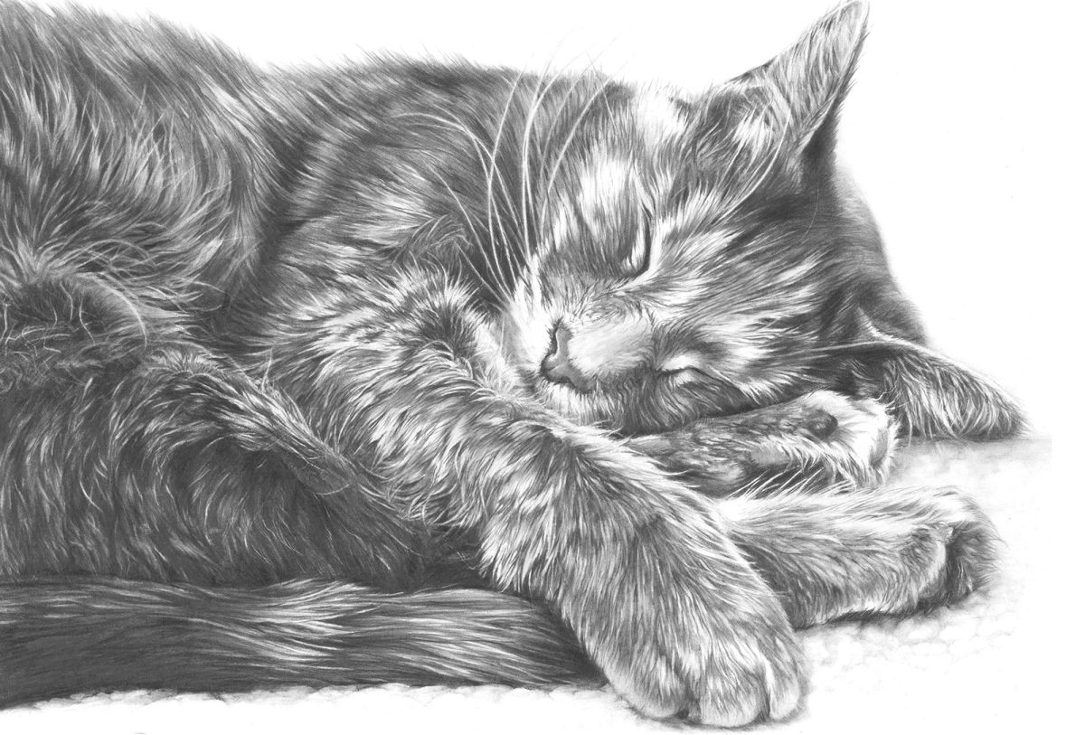 Tabby Cat drawing commission