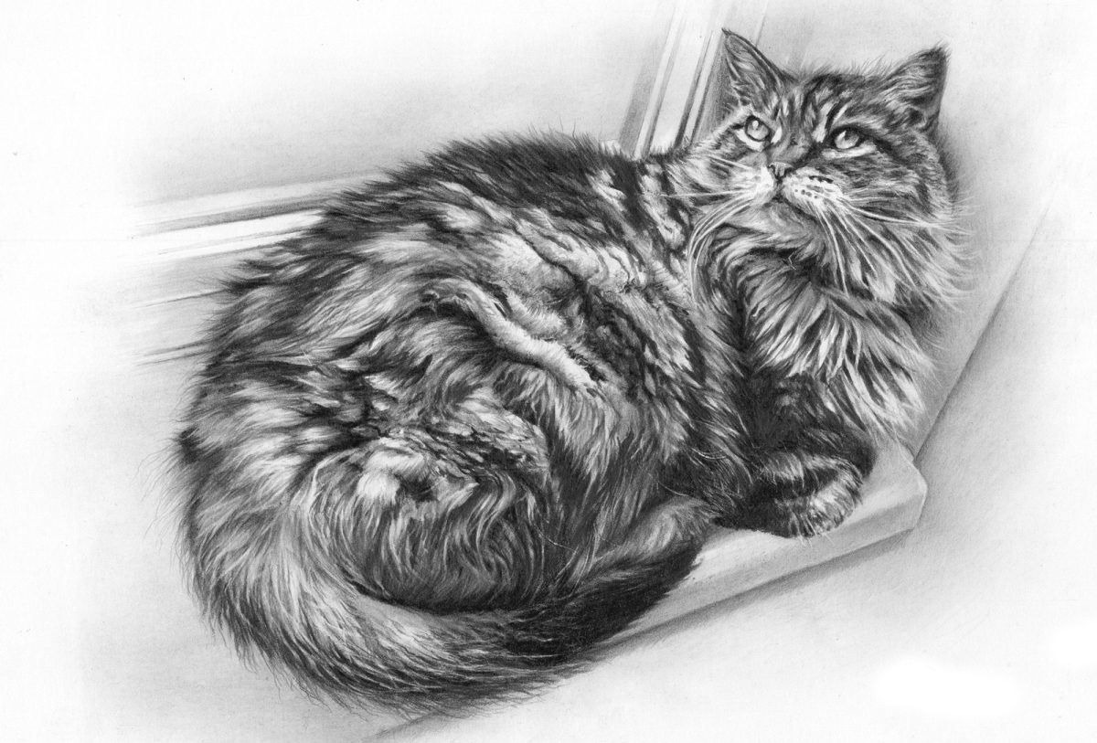 Tabby Cat drawing pet portrait